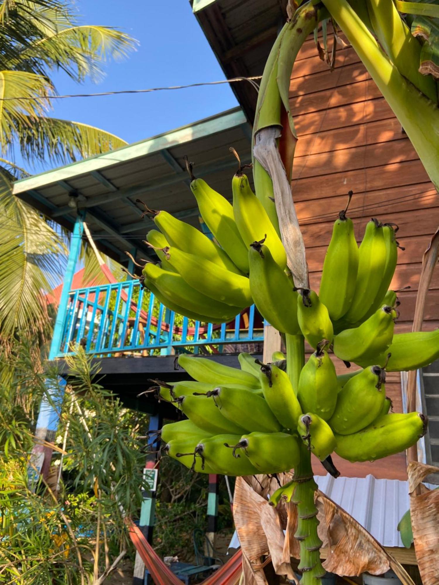 Anda Di Hows Hostel Placencia Zewnętrze zdjęcie