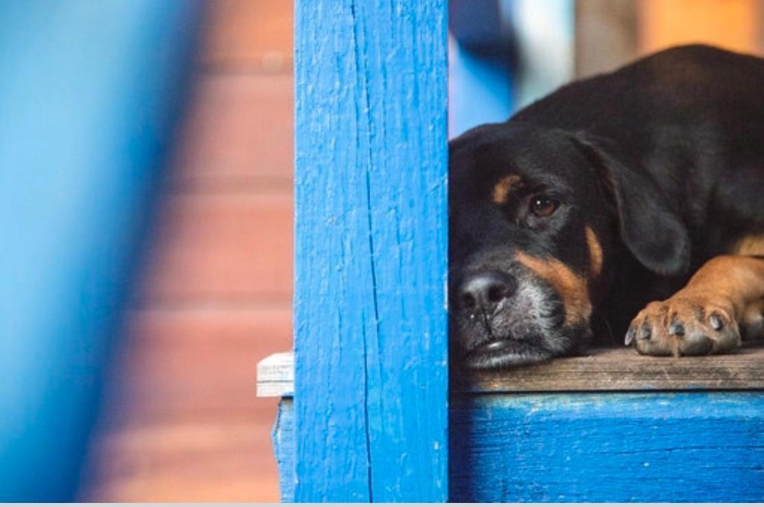 Anda Di Hows Hostel Placencia Zewnętrze zdjęcie
